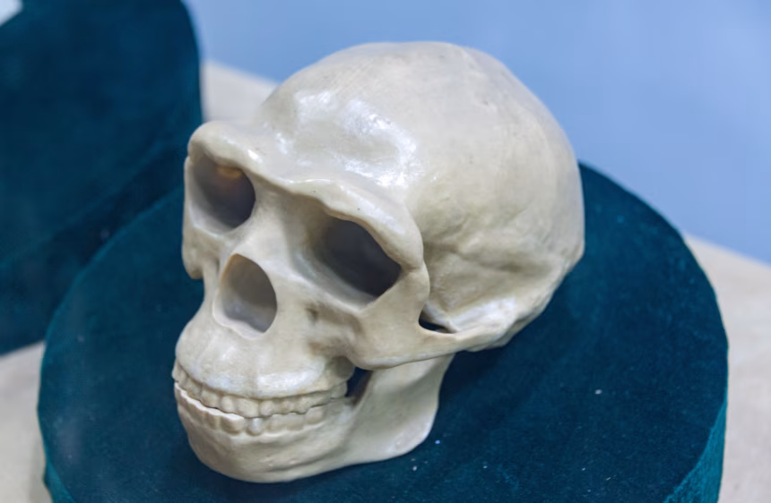 Peking Man at Zhoukoudian: a major discovery, lost fossils and living science